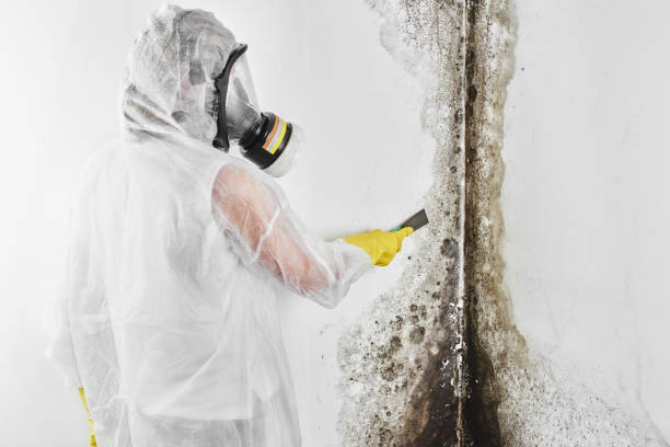 Best Bathroom Mold Remediation in Sunset, UT