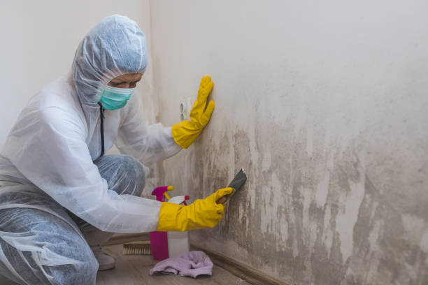 Best Mold Remediation for Specific Building Types in Sunset, UT