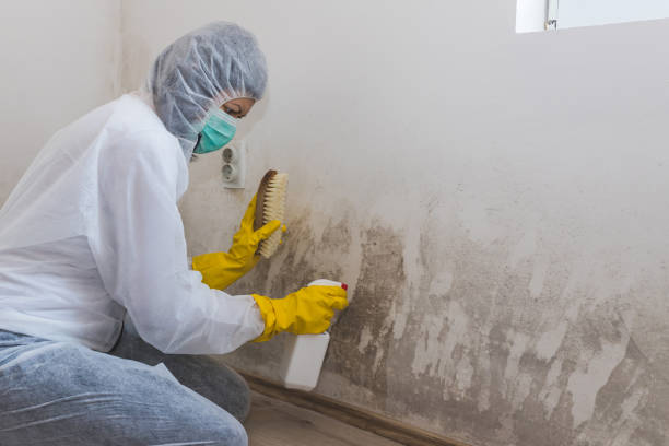 Best Post-Flood Mold Remediation in Sunset, UT