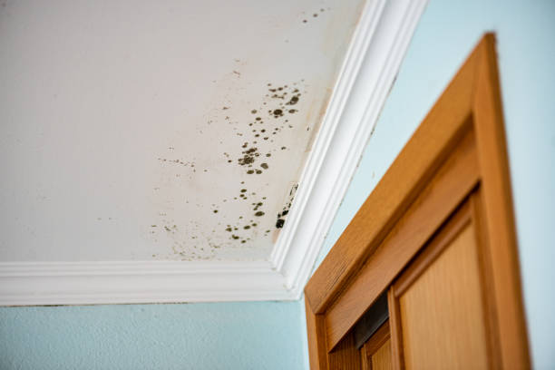 Best Attic Mold Remediation in Sunset, UT