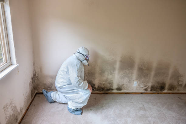 Best Residential Mold Remediation in Sunset, UT