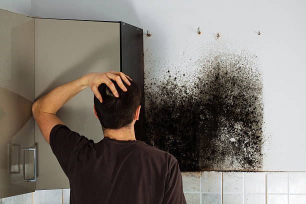 Best Emergency Mold Remediation in Sunset, UT