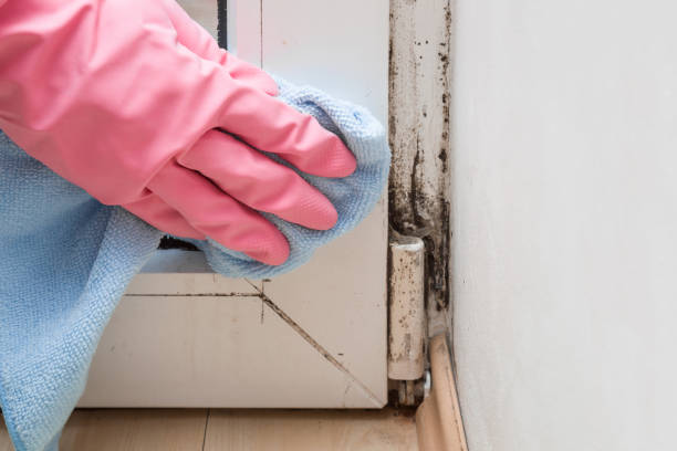 Best Industrial Mold Remediation in Sunset, UT