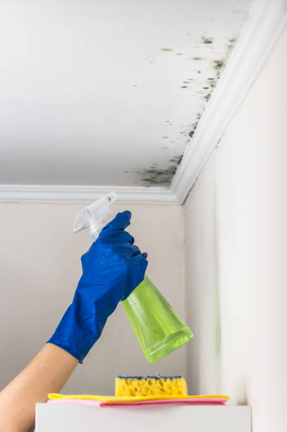 Best Preventive Mold Services in Sunset, UT